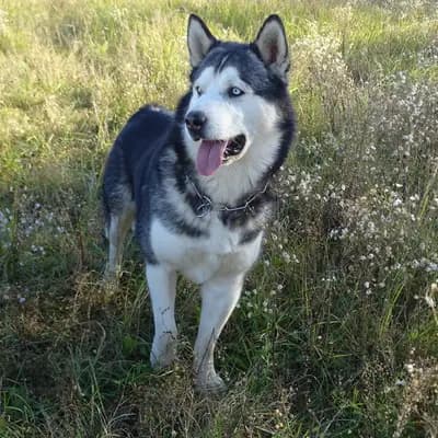 Galerie-Bild von Yukon Alaska Malamutes in Niederösterreich, mit Eindrücken unserer Alaskan Malamute-Zucht.