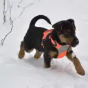 Deutscher Jagdterrier