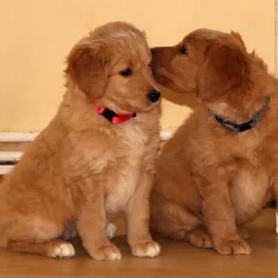 Galerie-Bild von Griselda Doodle in Niedersachsen, mit Eindrücken unserer Goldendoodle-Zucht.