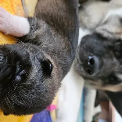 Bild aus On the highest in Baden-Württemberg, wo unsere Amerikanischer Akita-Hunde in einer liebevollen Umgebung aufwachsen.