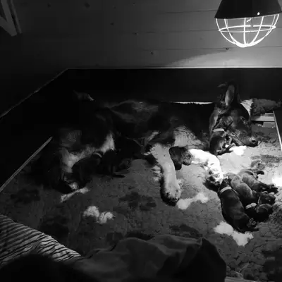 Bild aus Zuchtstätte Dt. Schäferhunde "of Wolfcubs" in Saarland, wo unsere Deutscher Schäferhund-Hunde in einer liebevollen Umgebung aufwachsen.