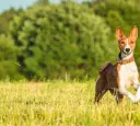 Basenji