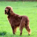 Sussex Spaniel