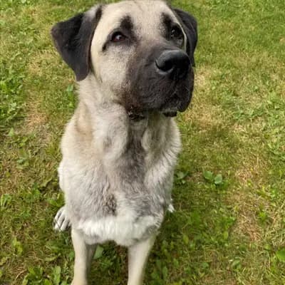 Foto von Reis, einem geretteten Kangal in Bayern.