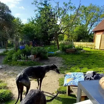 Bild aus del Luna y Sol in Niedersachsen, wo unsere Galgo Espanol-Hunde in einer liebevollen Umgebung aufwachsen.