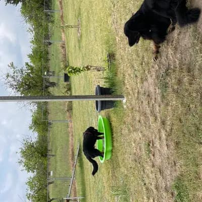 Bild aus Hovawarte von Doberow  in Brandenburg, wo unsere Hovawart-Hunde in einer liebevollen Umgebung aufwachsen.
