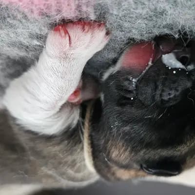 Bild aus On the highest in Baden-Württemberg, wo unsere Amerikanischer Akita-Hunde in einer liebevollen Umgebung aufwachsen.