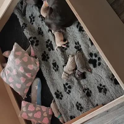 Bild aus Labradore von der Silberaue  in Nordrhein-Westfalen, wo unsere Labrador Retriever-Hunde in einer liebevollen Umgebung aufwachsen.