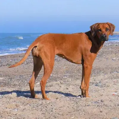 von den Storchenauen cover