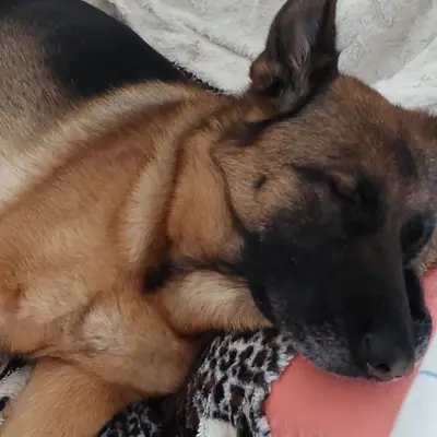Bild aus Deutsche Schäferhunde " vom Oerier Wald" in Niedersachsen, wo unsere Deutscher Schäferhund-Hunde in einer liebevollen Umgebung aufwachsen.