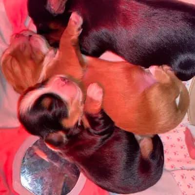 Bild aus lovly little dog in Hessen, wo unsere Havaneser-Hunde in einer liebevollen Umgebung aufwachsen.