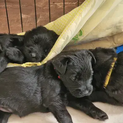 Riesenschauzer vom Wasserschloß cover