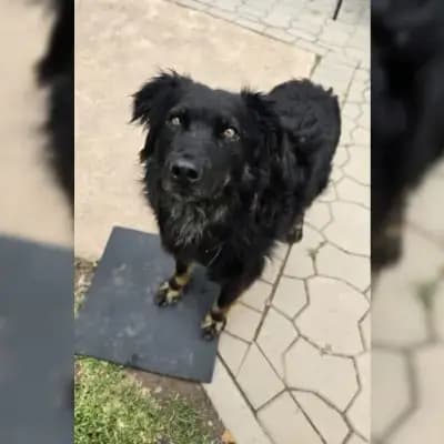 Loki