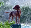 Redbone Coonhound