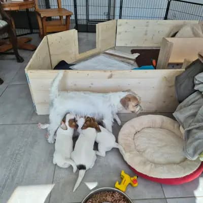 Bild aus VON DEN KLEINEN FELLNASEN in Sachsen-Anhalt, wo unsere Jack Russell Terrier-Hunde in einer liebevollen Umgebung aufwachsen.