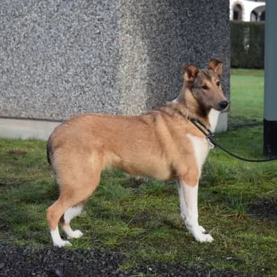 Foto von Wanja, einem Collie (Kurzhaar)-Elternhund in Saarland.