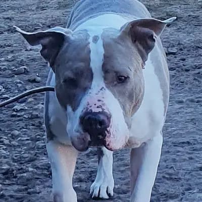 Foto von Graf, einem geretteten American Staffordshire Terrier in Berlin.