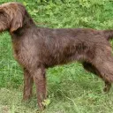 Pudelpointer