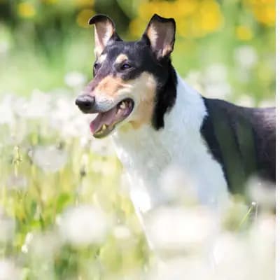 Titelbild von Collies vom Widdumhof in Baden-Württemberg, Heimat unserer Collie (Kurzhaar)-Zucht.