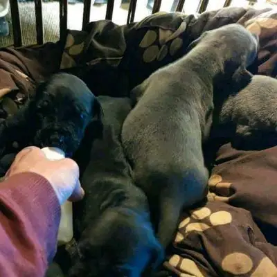 Galerie-Bild von Saupackerwelpen in Mecklenburg-Vorpommern, mit Eindrücken unserer Cane Corso Italiano-Zucht.