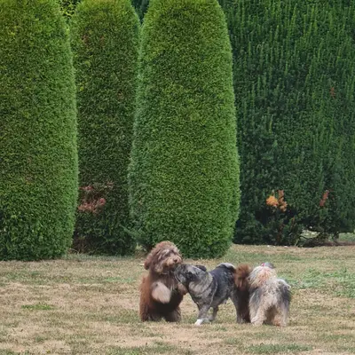 Bild aus Bolonka  in Niederösterreich, wo unsere Bolonka Zwetna (Nationale Rasse)-Hunde in einer liebevollen Umgebung aufwachsen.