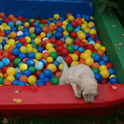 Bild aus von Quellental  in Schleswig-Holstein, wo unsere Großpudel (Königspudel)-Hunde in einer liebevollen Umgebung aufwachsen.