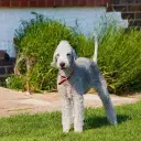 Bedlington Terrier