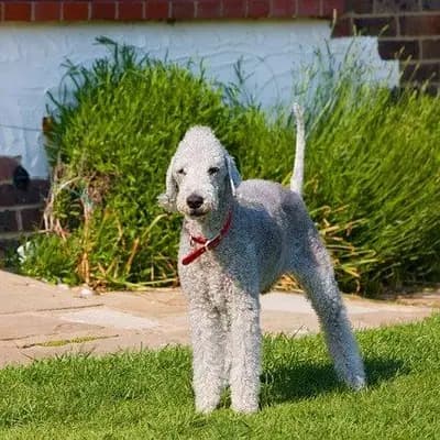 Bedlington Terrier breed