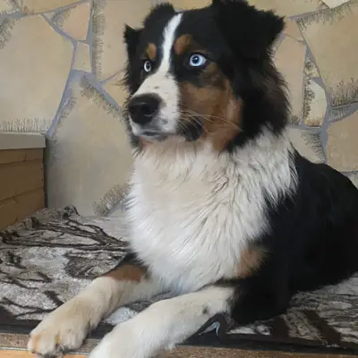 Nyla