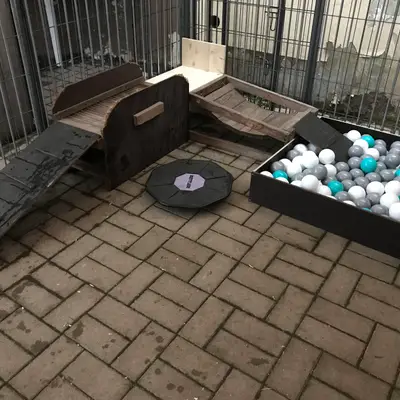 Bild aus Zuchtstätte Dt. Schäferhunde "of Wolfcubs" in Saarland, wo unsere Deutscher Schäferhund-Hunde in einer liebevollen Umgebung aufwachsen.