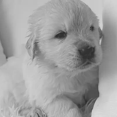 Geprüfter Golden Retriever Züchter seit 1996. – Golden Retriever Welpe, Bayern, تمت تربيته بواسطة Golden Retriever und Labrador Retriever Zucht seit 1996.
