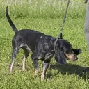 Schweizer Niederlaufhunde (Luzerner Niederlaufhund)