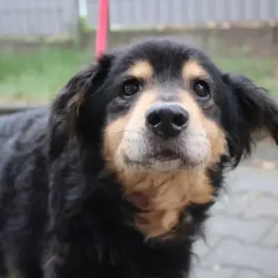 Rudi