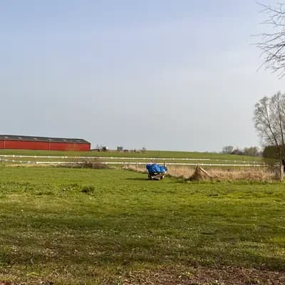 Bild aus Airedaleterrierof Ravenclaw  in Mecklenburg-Vorpommern, wo unsere Großpudel (Königspudel)-Hunde in einer liebevollen Umgebung aufwachsen.