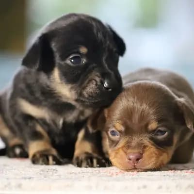 Süße Russkiy Toy Welpen (Rüden) zu verkaufen – Russkiy Toy (Kurzhaar) Welpe, Niedersachsen, Grootgebracht door Hundezucht "von Toy-Hit"