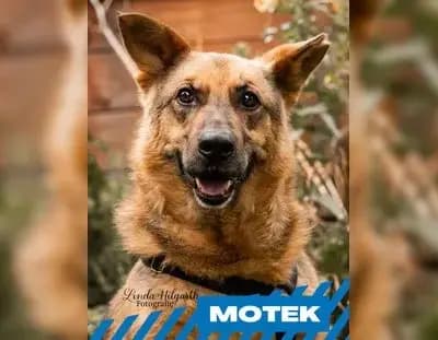 Motek