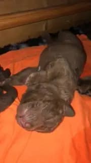 Galerie-Bild von Witchess - Chesapeake Bay Retriever Zucht in Hessen, mit Eindrücken unserer Chesapeake Bay Retriever-Zucht.