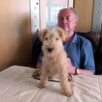 Foto von Candy vom Amur, einem Lakeland Terrier-Welpe in Sachsen-Anhalt.