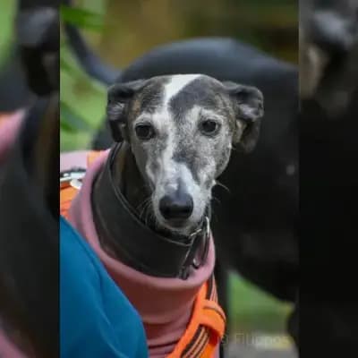 Uma