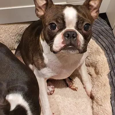 Galerie-Bild von Beutler's Boston Terrier in Hessen, mit Eindrücken unserer Boston Terrier-Zucht.