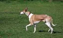 Podenco Andaluz