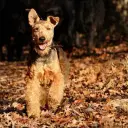 Welsh Terrier