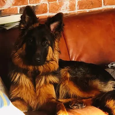 Bild aus Altdeutsche Schäferhunde vom Hofe Sankt-Katharina  in Baden-Württemberg, wo unsere Altdeutscher Schäferhund-Hunde in einer liebevollen Umgebung aufwachsen.