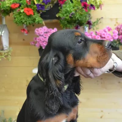 Galerie-Bild von Black Devil´s in Bayern, mit Eindrücken unserer Gordon Setter-Zucht.