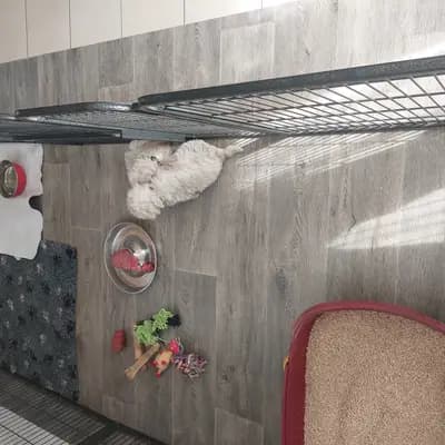 Bild aus Bichon Frise Zucht  "Dream Teddy's" in Brandenburg, wo unsere Bichon A poil frise-Hunde in einer liebevollen Umgebung aufwachsen.