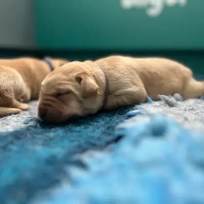 Dream of Ambers Daisy - Labrador Retriever Welpe in Bayern