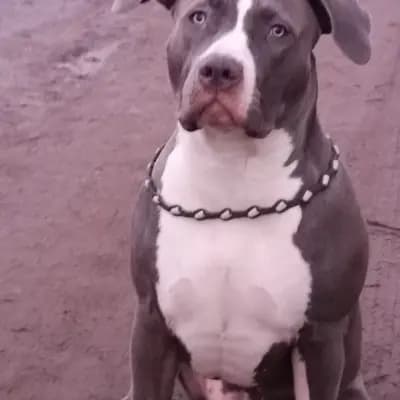 Galerie-Bild von Burnhardt's American XXL Bully in Saarland, mit Eindrücken unserer American Bully-Zucht.