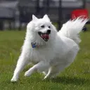 American Eskimo Dog