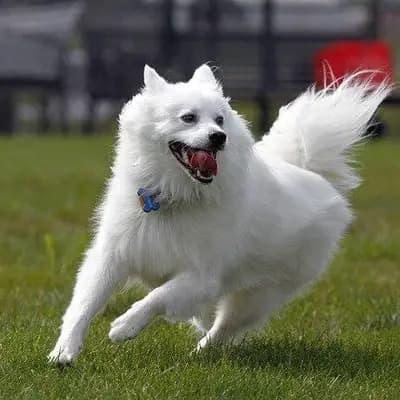 American Eskimo Dog breed
