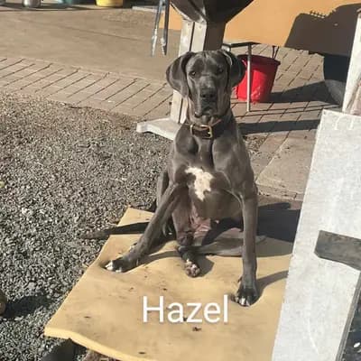 Ein Blick in die Vergangenheit: Diese Deutsche Dogge-Welpen aus Deutsche Doggen von AmasuDiamonds  i